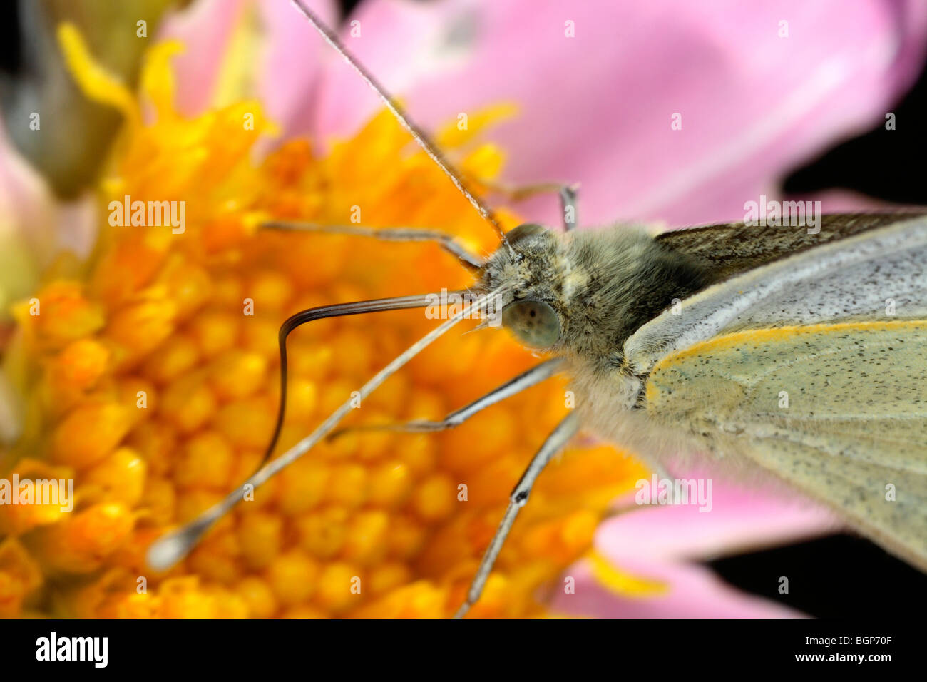 Eine große weiße, Nahaufnahme. Stockfoto