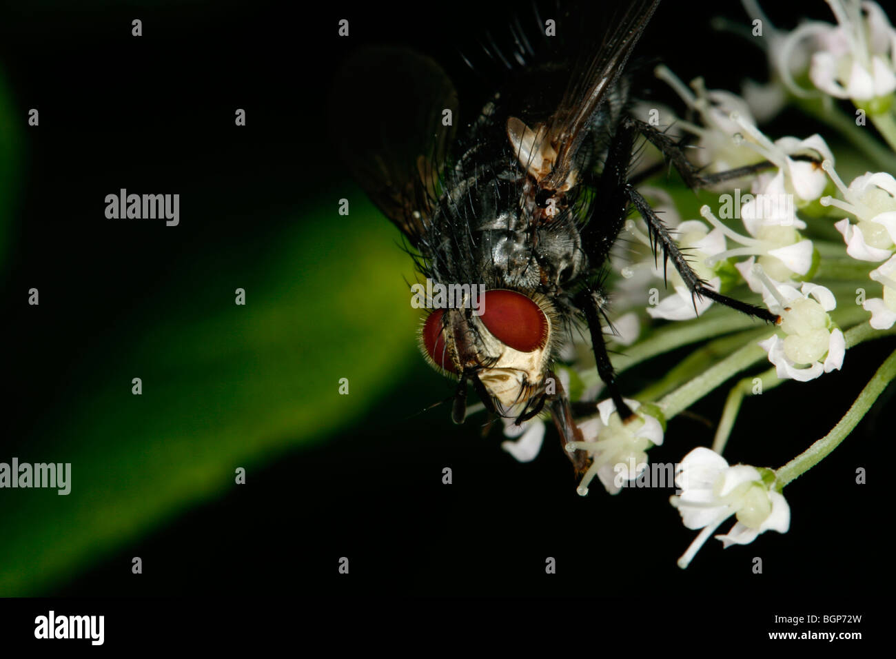 Eine parasitäre Fliege, close-up. Stockfoto