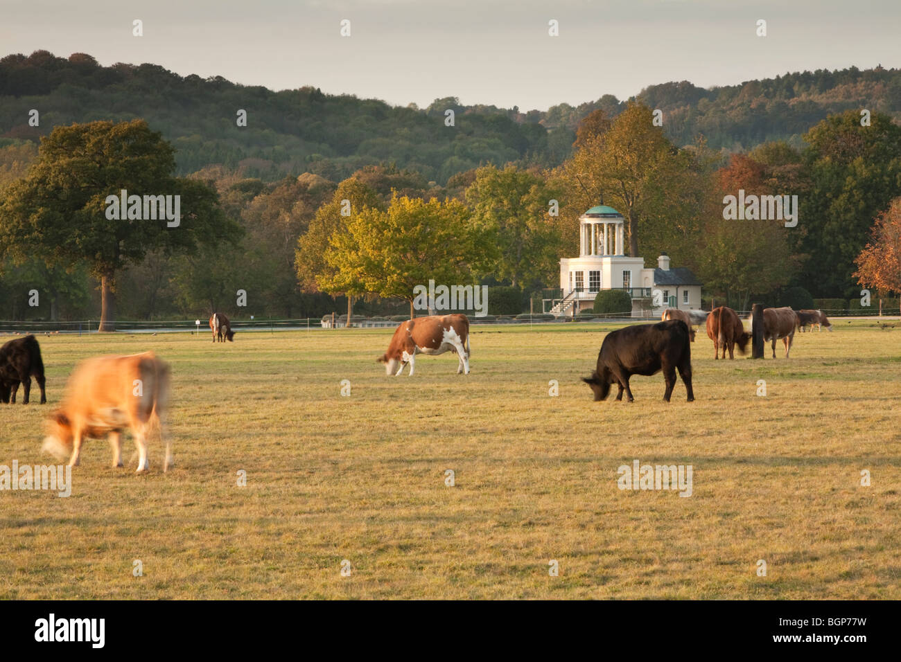 Blick über Rinder weiden Wiesen in Richtung Themse und Tempelinsel im Herbst, Henley on Thames, Oxfordshire, Vereinigtes Königreich Stockfoto