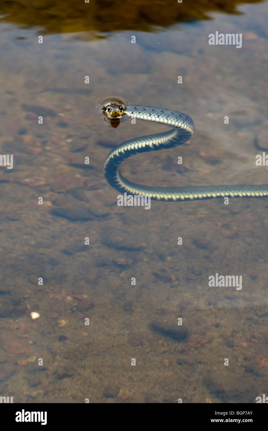 Eine Ringelnatter im Wasser, Schweden. Stockfoto