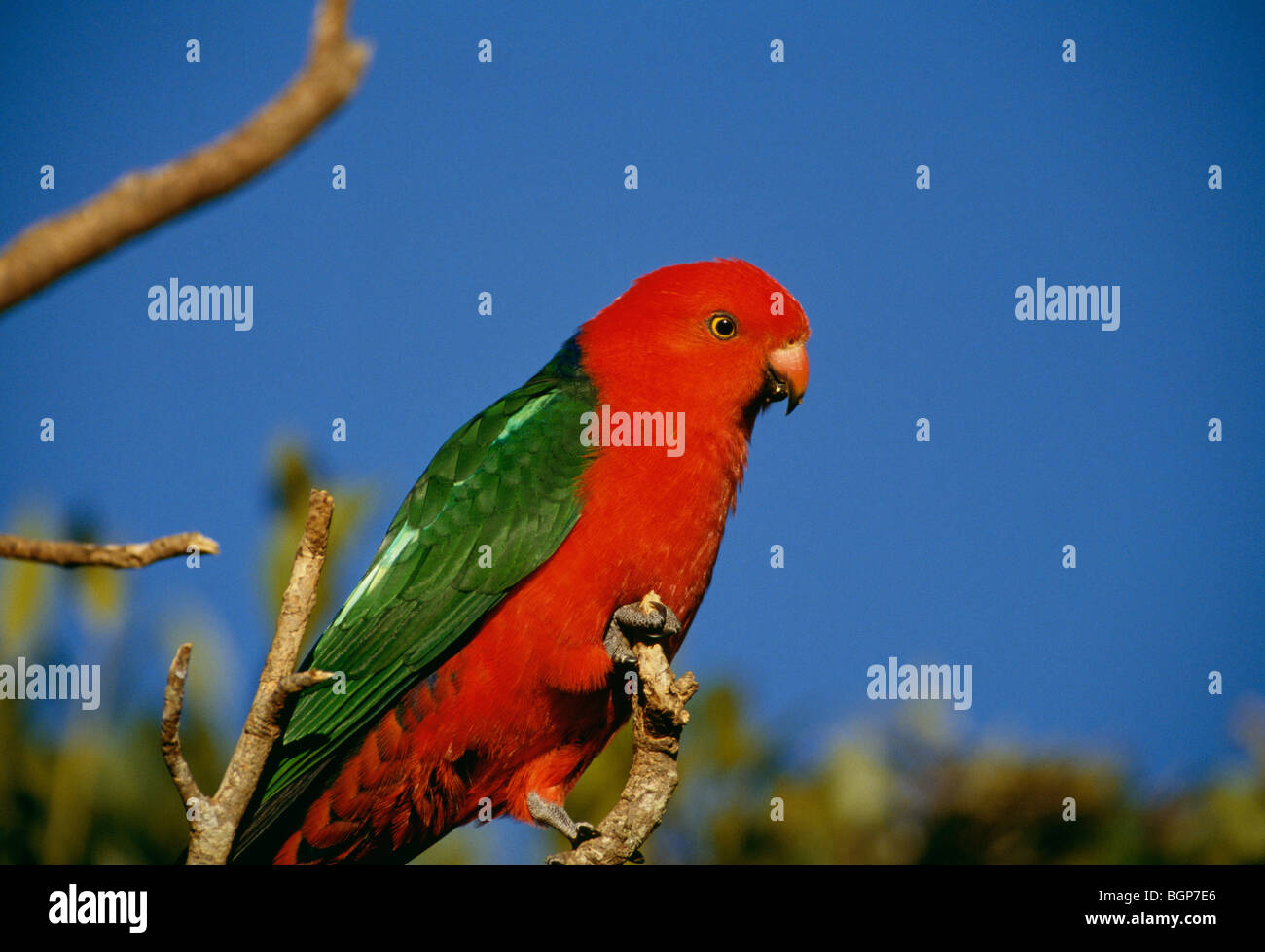 Australische König Papagei, Queensland, Australien. Stockfoto
