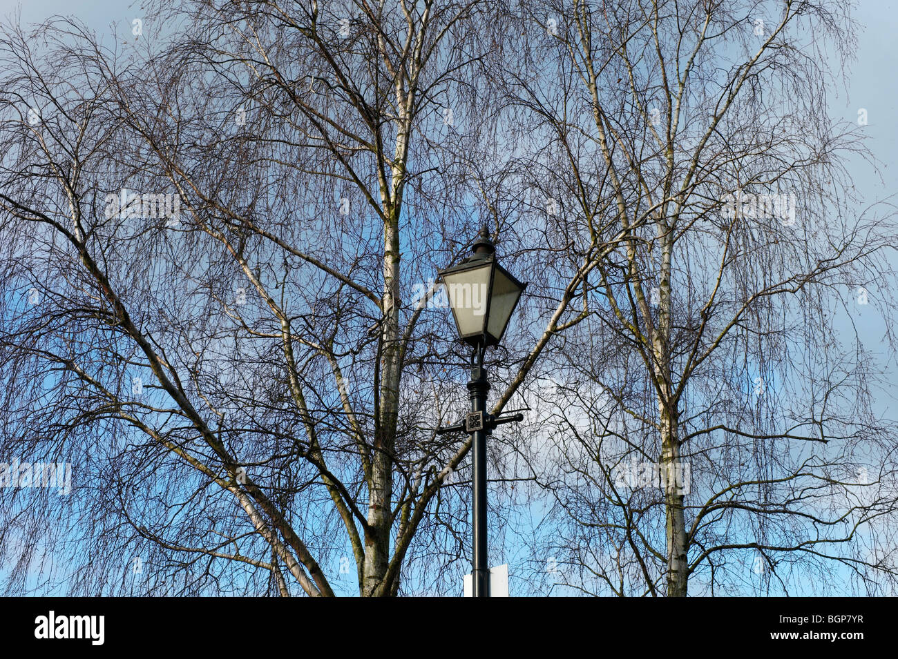 ein Lampost mit einer Silber-Birke hinter Stockfoto