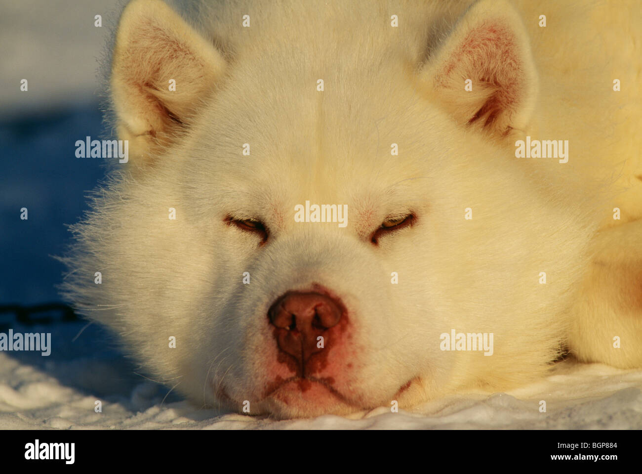 Rastplatz mit dem Schlitten Hund, Grönland. Stockfoto