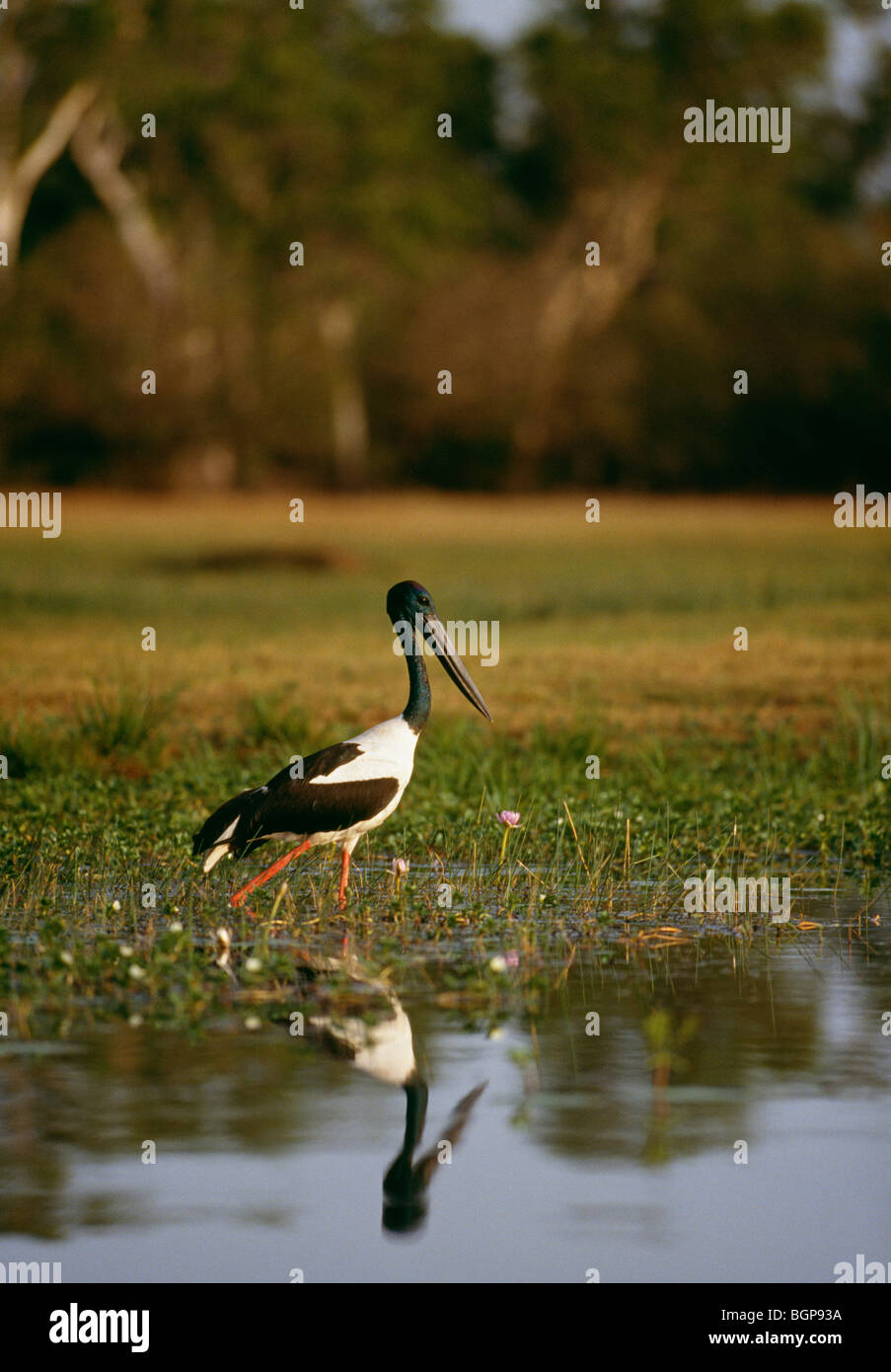 Schwarz-necked Stork, Kakadu National Park, Australien. Stockfoto