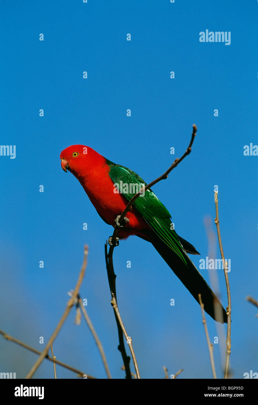 Australische König Papagei, Queensland, Australien. Stockfoto