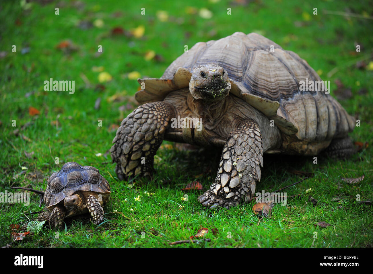 eine sehr große große Haustier Schildkröte sitzt neben einer sehr kleinen Schildkröte in einem Garten in Cornwall. Stockfoto