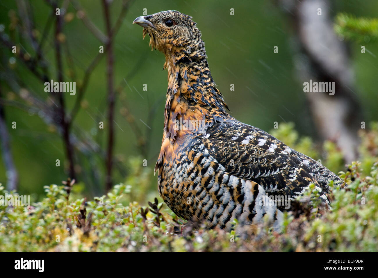 Western Capercaillie (at Urogallus) weiblich in der Taiga, Finnland Stockfoto