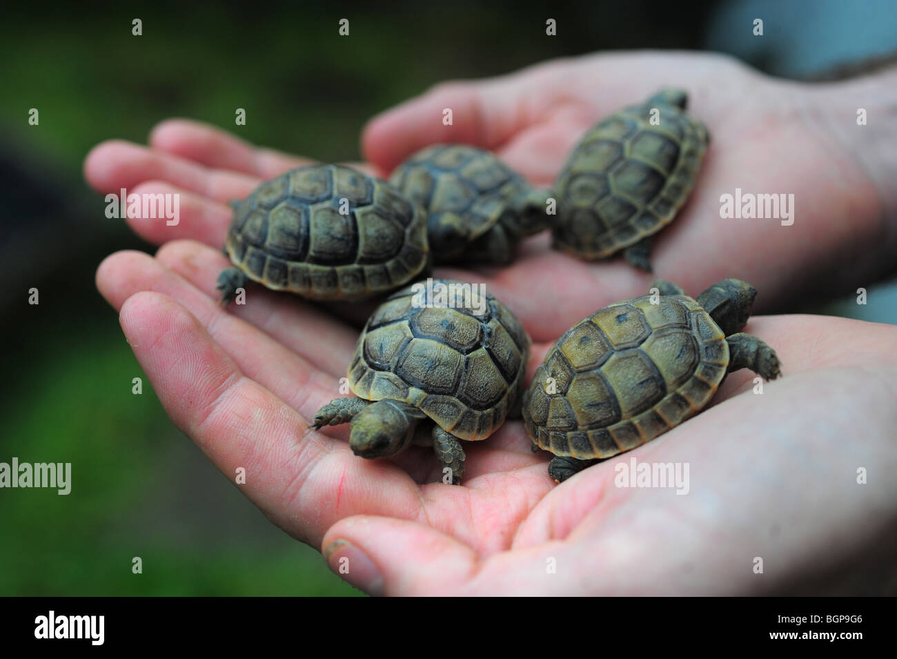 Hände halten fünf sehr junge BabySchildkröten Stockfotografie Alamy