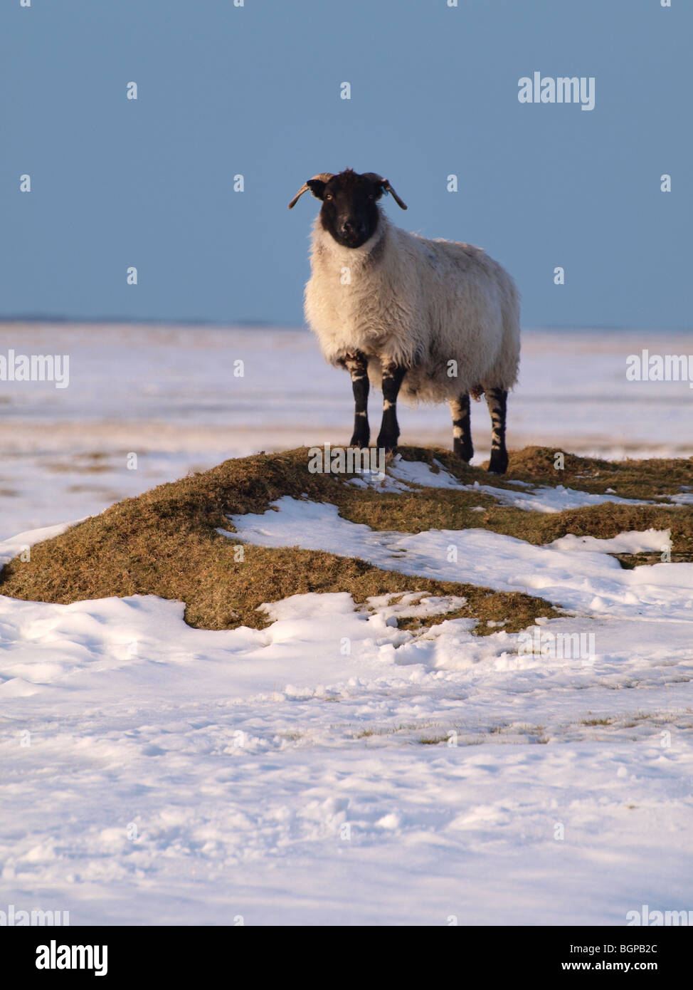 Schaf stehend auf einem Flecken des Grases im Schnee bedeckt Landschaft, Cornwall, UK Stockfoto