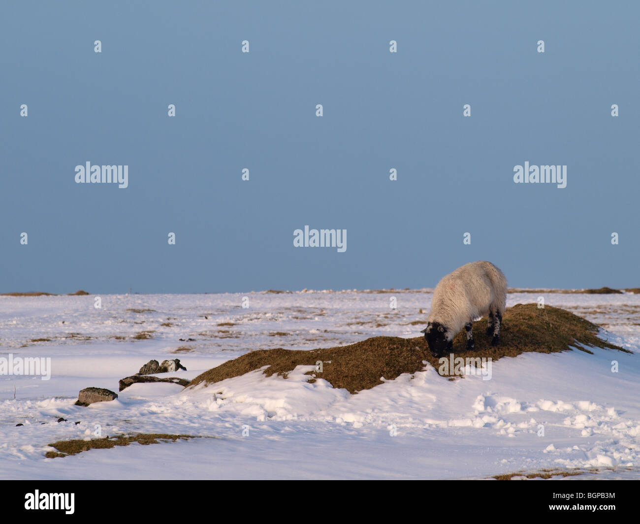 Schafbeweidung auf einem klaren Flecken des Grases im Schnee, Cornwall, UK Stockfoto