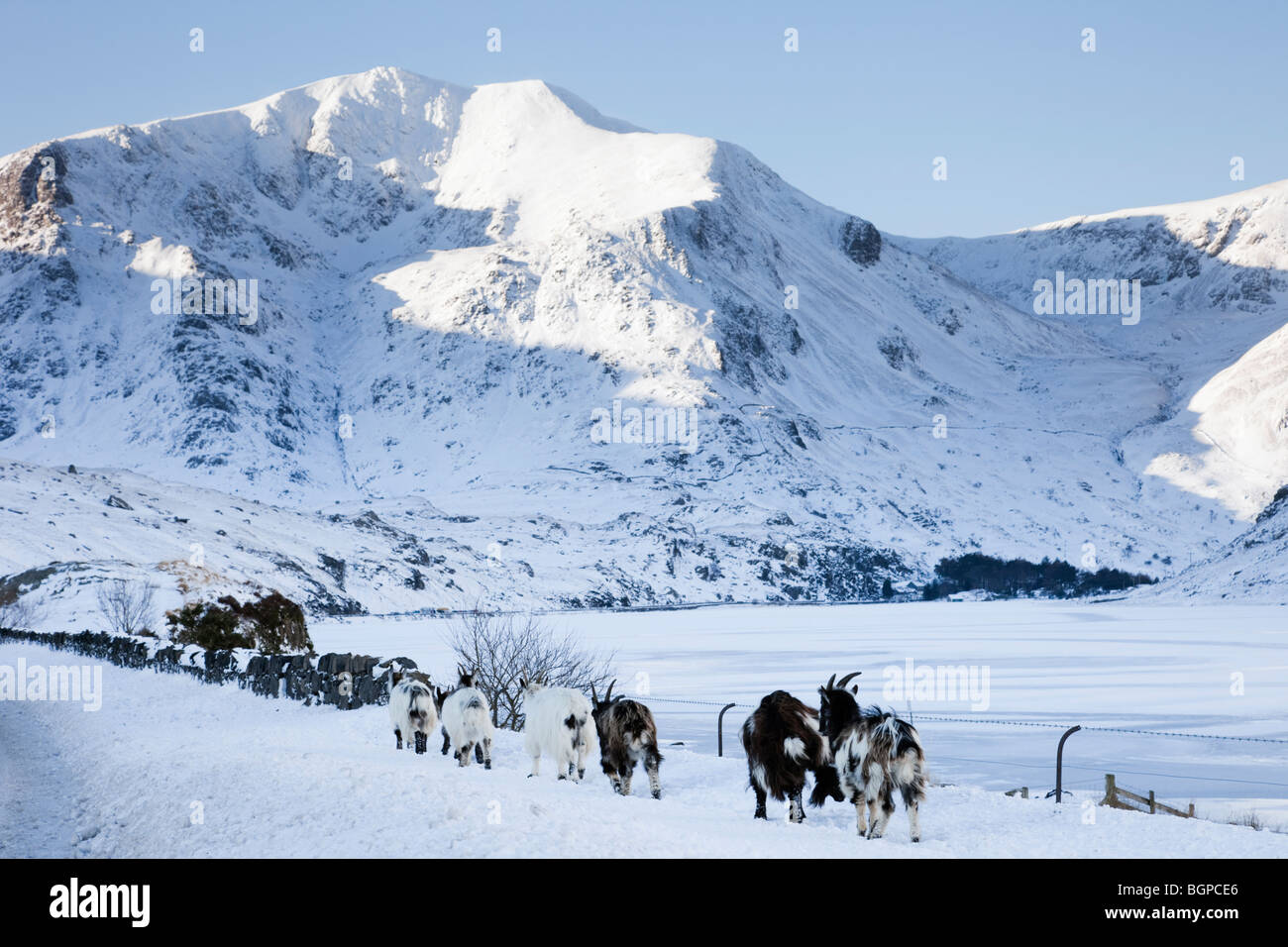 Ogwen Valley, North Wales, UK. Feral Welsh Mountain Goats von Llyn Ogwen im Winter Schnee in die Berge von Snowdonia-Nationalpark Stockfoto