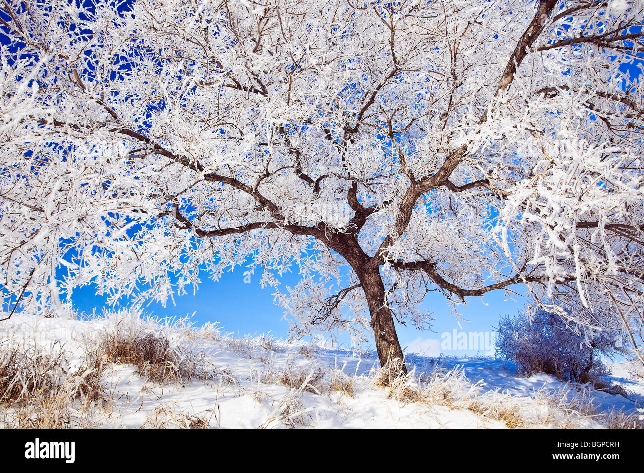 Raureif bedeckt Baum an einem klaren Wintertag.  Winnipeg, Manitoba, Kanada. Stockfoto