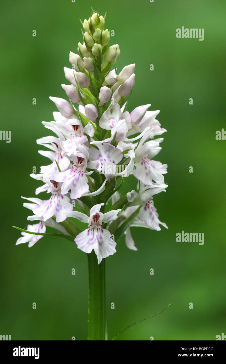 Gemeinsame gefleckte Orchidee (Dactylorhiza Fuchsii) im Wald, Belgien Stockfoto