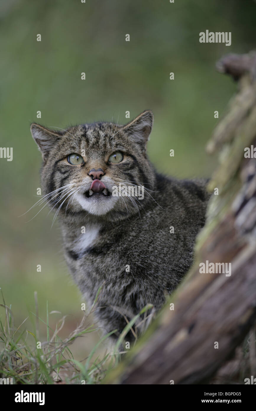 Schottische Wildkatze (c) seine Lippen lecken Stockfoto