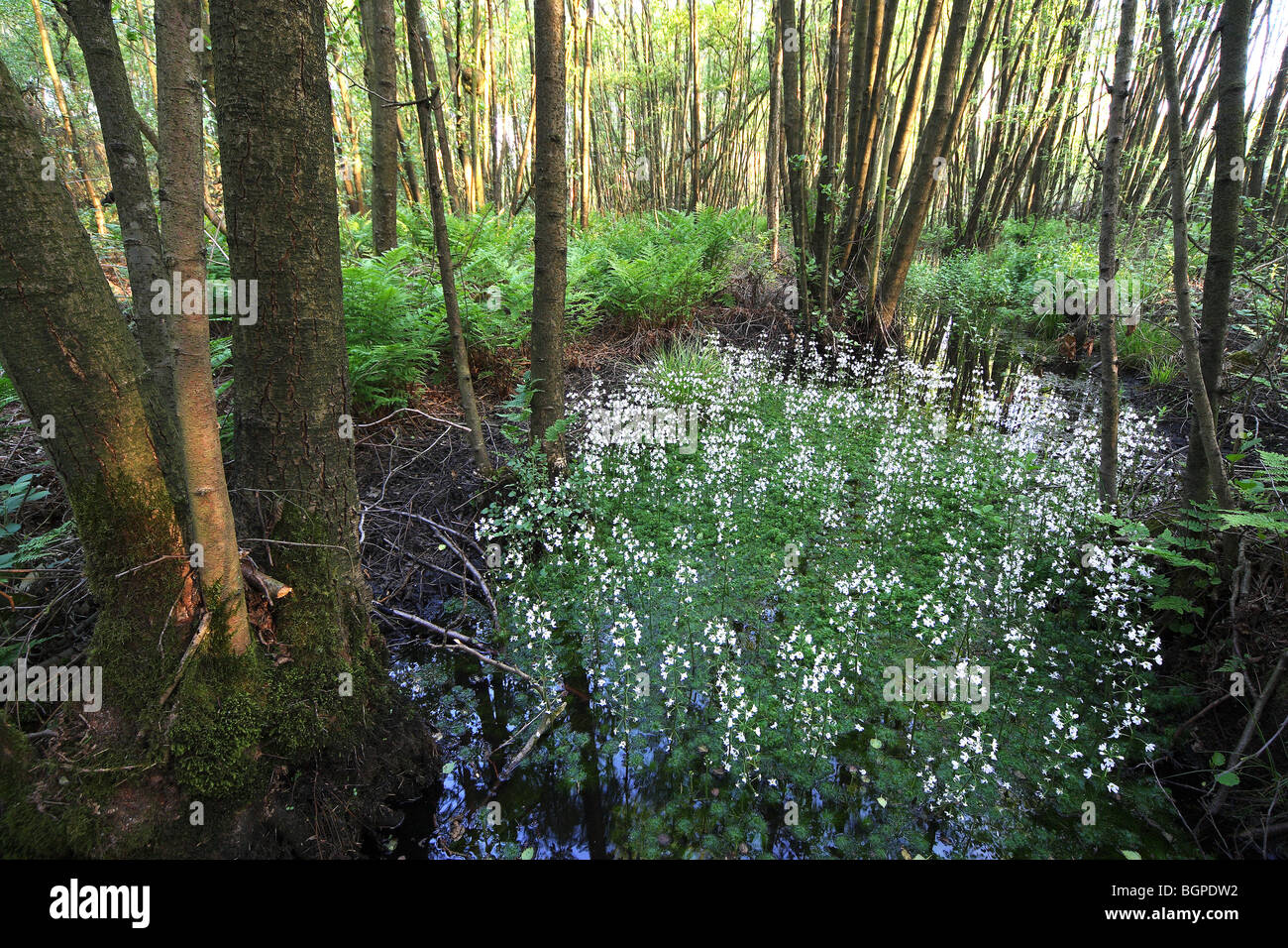 Blühende Wasser violett (Hottonia Palustris) im Bach Wald, Belgien Stockfoto