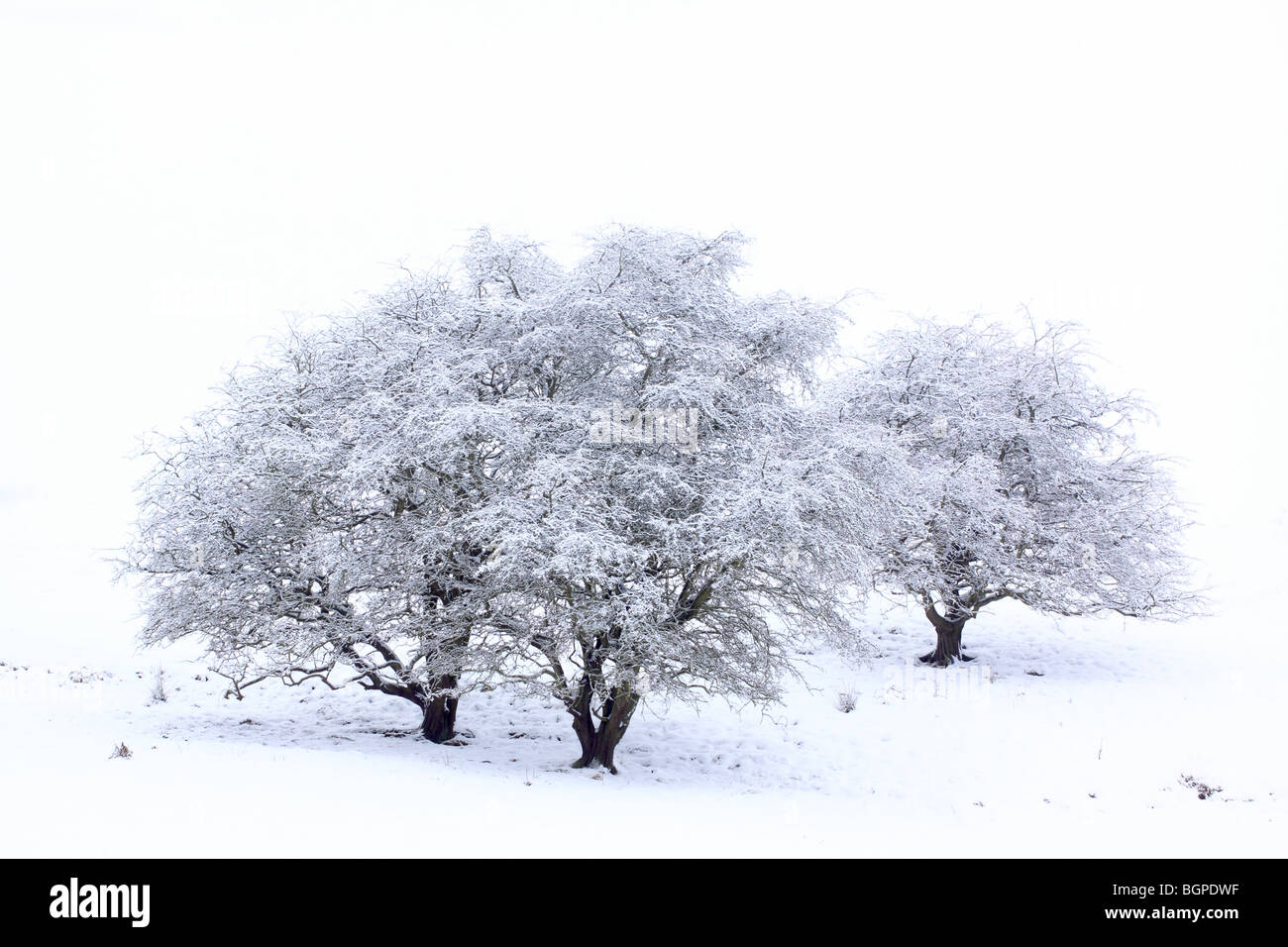 Swinestye Winter Stockfoto