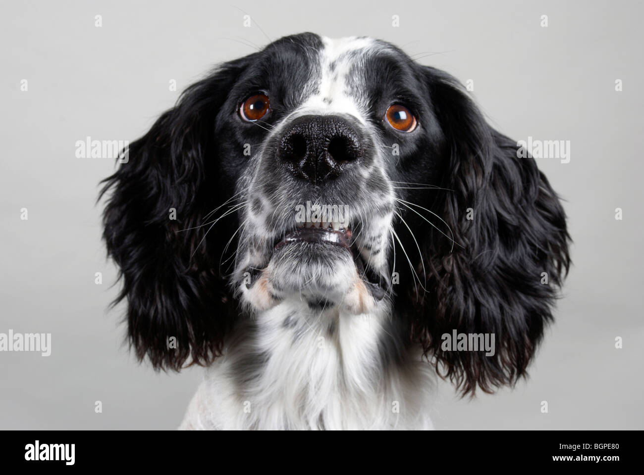 Bobby der English Springer spaniel Stockfoto