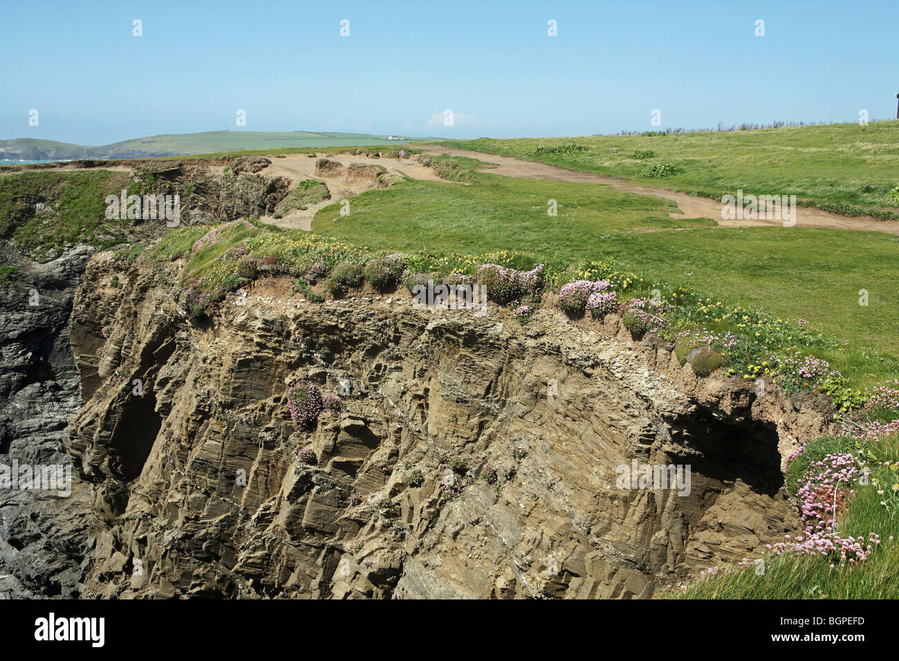 Meer-Rosa auf den Klippen an der Treyarnon Bucht Cornwall in England Stockfoto