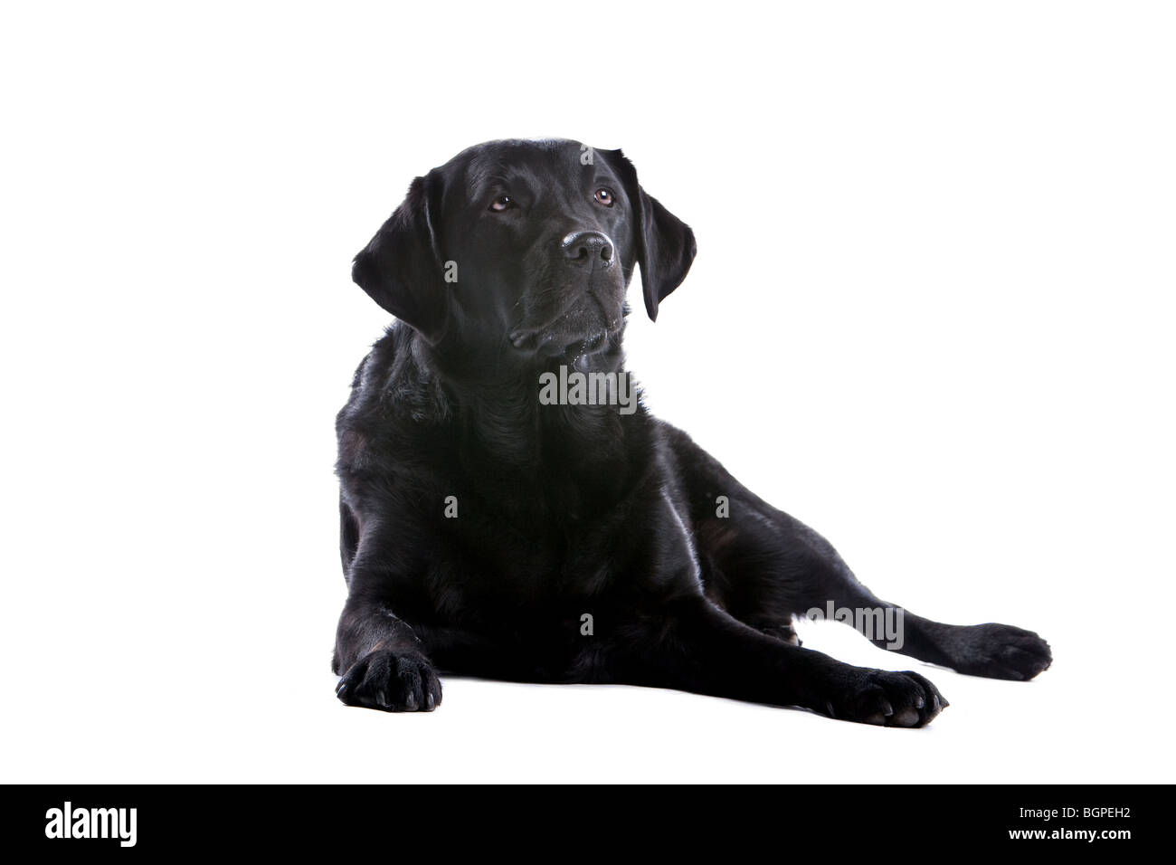 Grußkarte Schwarzer Labrador | 12,7x17,8 Cm | Blanko | Für Geburtstag & Dankeschön