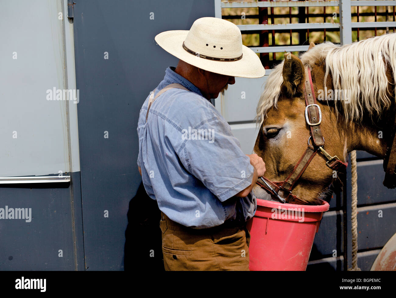 Fütterung ein Belgien Pferd tagsüber Morgan Horse-Powered Feld in Deerfield Wisconsin Bauernhof Stockfoto