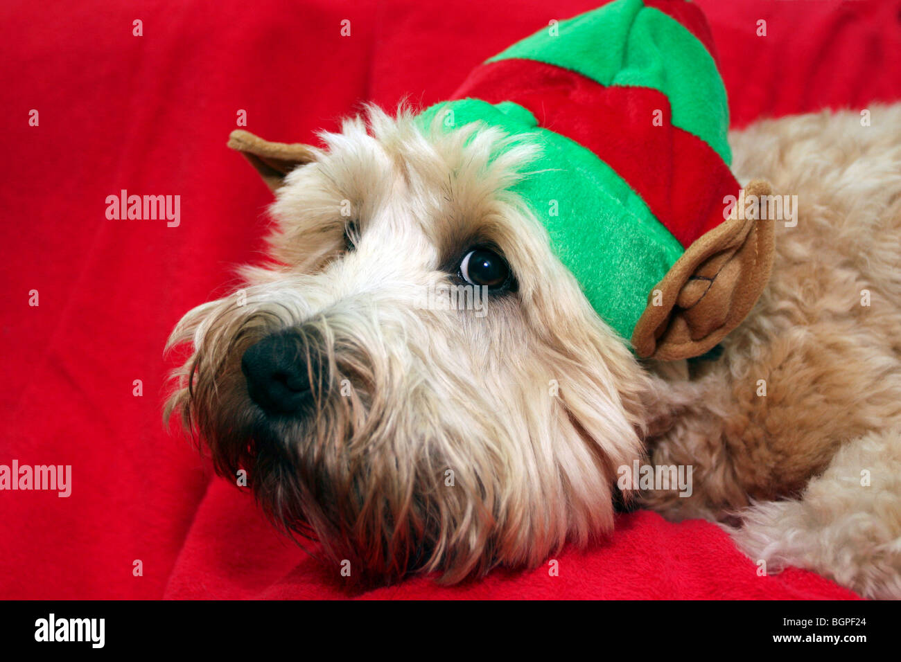 Soft Coated Wheaten Terrier in Elf Weihnachtskostüm Stockfoto