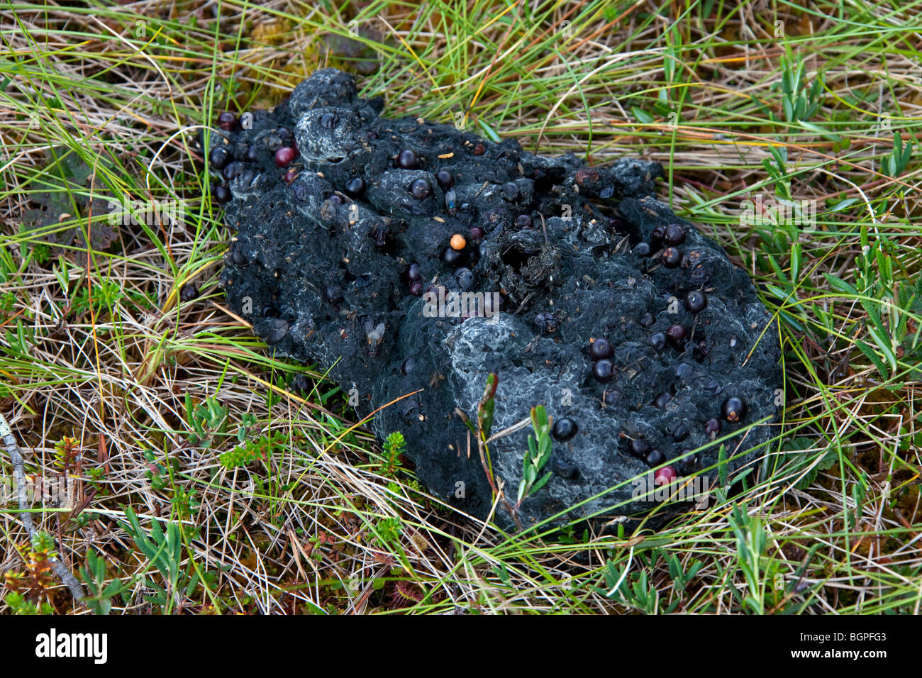 Europäische braune Bär (Ursus Arctos) Scat mit Beeren, Karelien, Finnland, Scandinavia Stockfoto