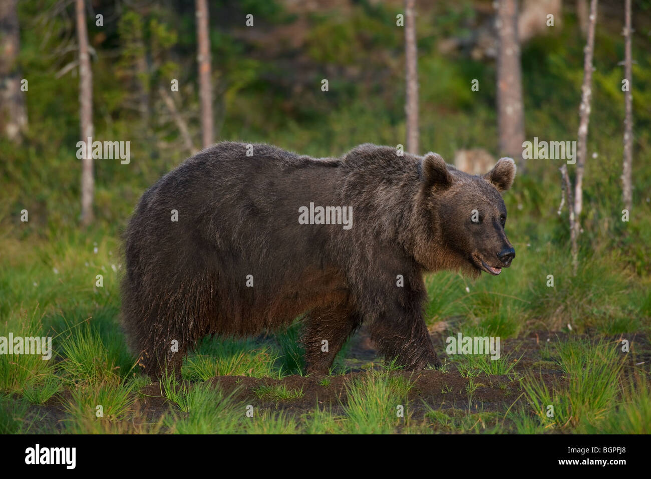 Europäischer Braunbär (Ursus Arctos) auf Nahrungssuche in der Taiga, Karelien, Finnland, Skandinavien Stockfoto