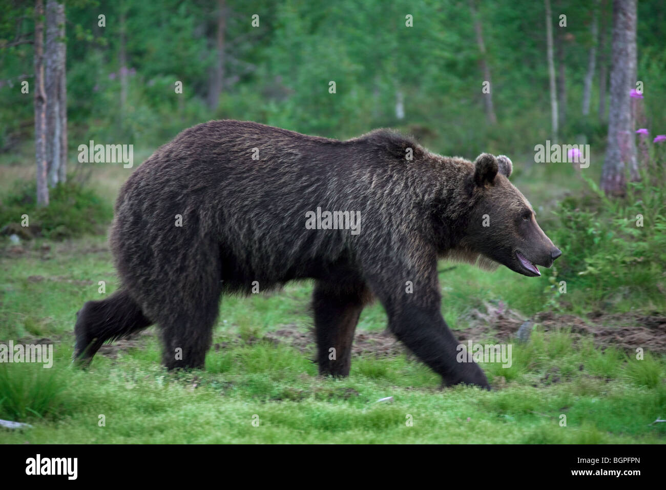 Europäischer Braunbär (Ursus Arctos) auf Nahrungssuche in der Taiga, Karelien, Finnland, Skandinavien Stockfoto