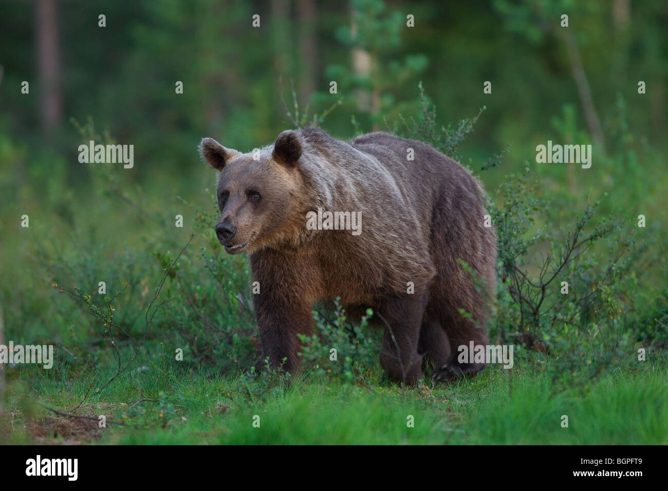 Europäischer Braunbär (Ursus Arctos) auf Nahrungssuche in der Taiga, Karelien, Finnland, Skandinavien Stockfoto