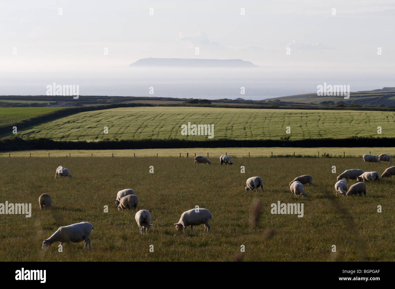 Lundy Island liegt eingebettet in den nebligen Meer mit Feldern von Schafen im Vordergrund Stockfoto