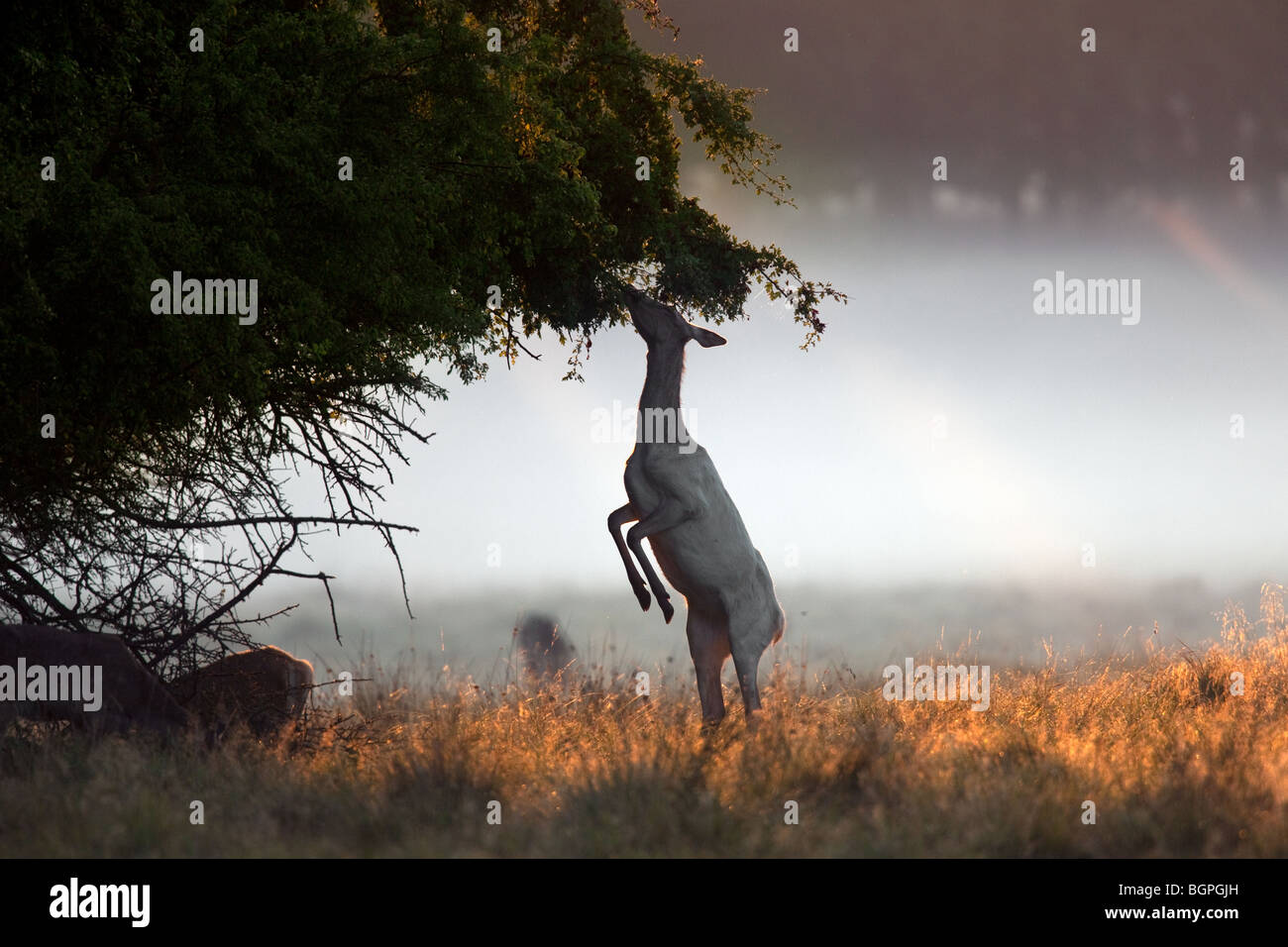 Rothirsch (Cervus Elaphus) Hind Surfen lässt, während stehend Stockfoto