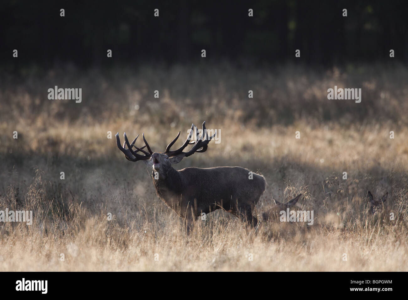 Rothirsch (Cervus Elaphus) Hirsch herding Hinds am Waldrand während der Brunft im Herbst, Dänemark Stockfoto