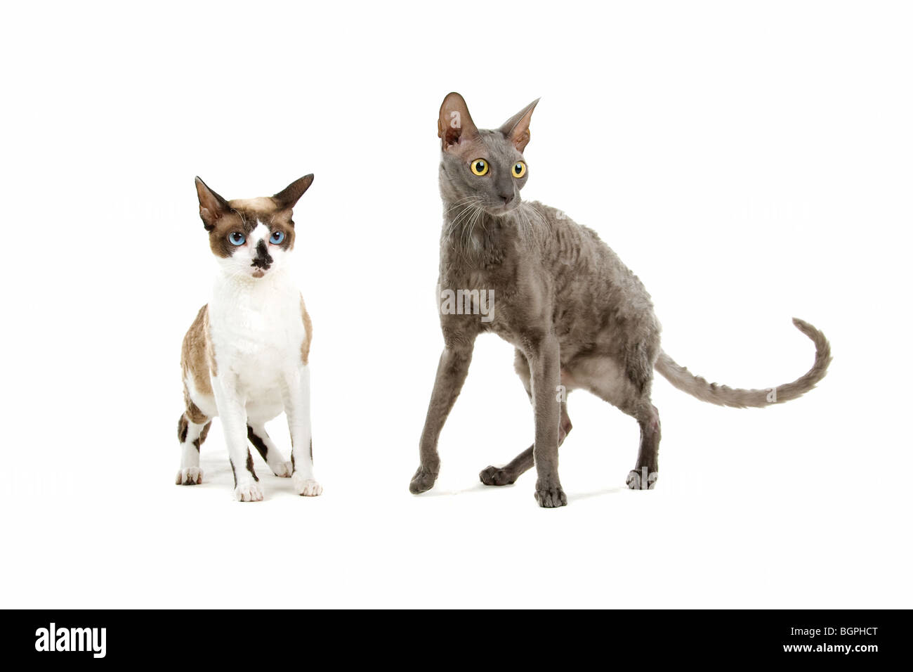 Nahaufnahme von zwei Cornish Rex Katzen isoliert auf weißem Hintergrund. Stockfoto