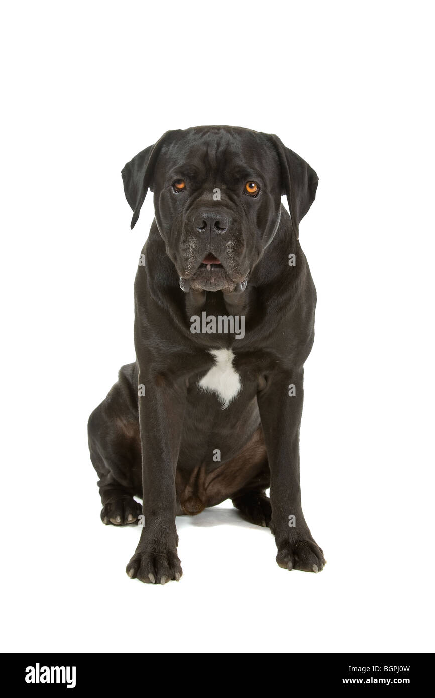Die schwarze Hunderasse Cane Corso liegt auf dem Boden Stockfotografie -  Alamy