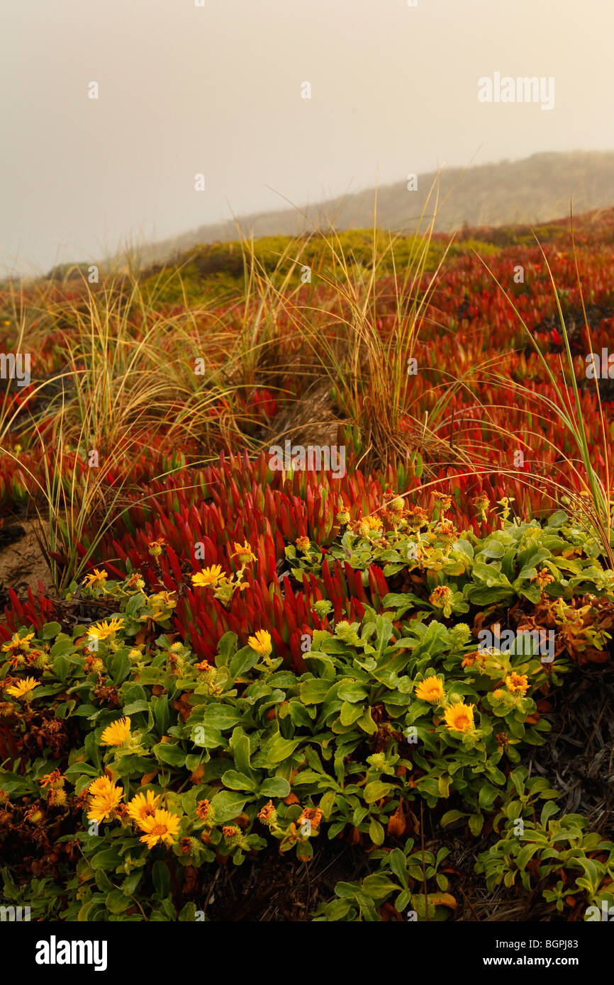 Point Reyes National Seashore, Kalifornien Stockfoto