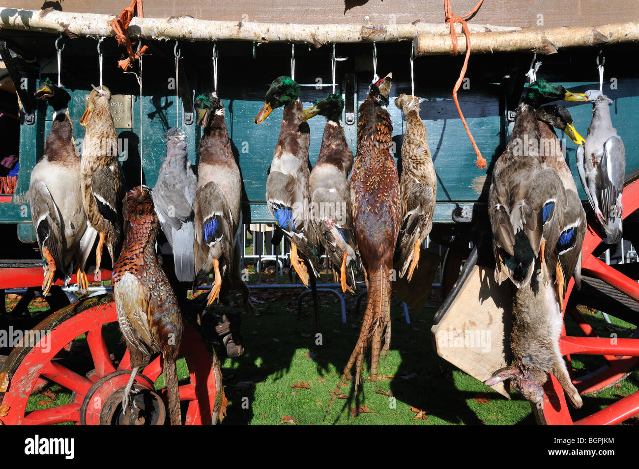 Wagen mit Jagdspiel - Stockente, Ringeltaube, Fasan, Hase - im Gedenken des Heiligen Hubertus / Saint Hubertus, Belgien Stockfoto