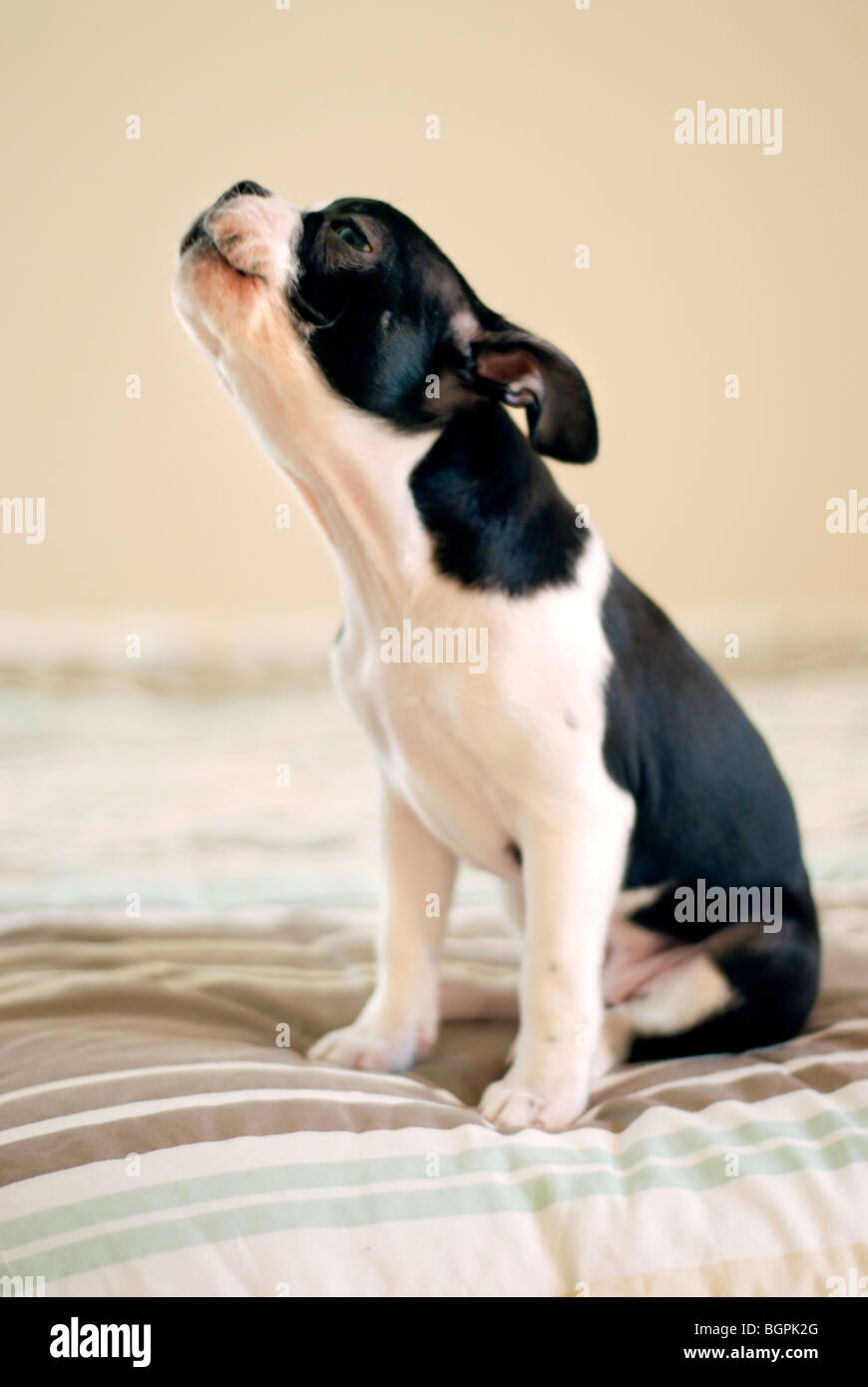 Ein Boston Terrier Welpe heulen Stockfoto