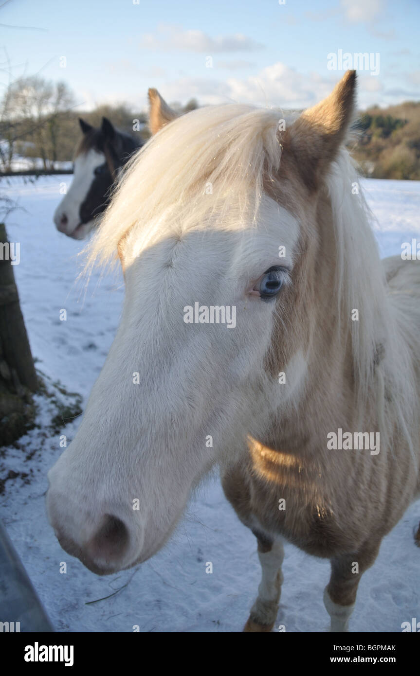 Ponys/Pferde im Schnee bedeckt Feld, St Dogmeals, Wales Stockfoto