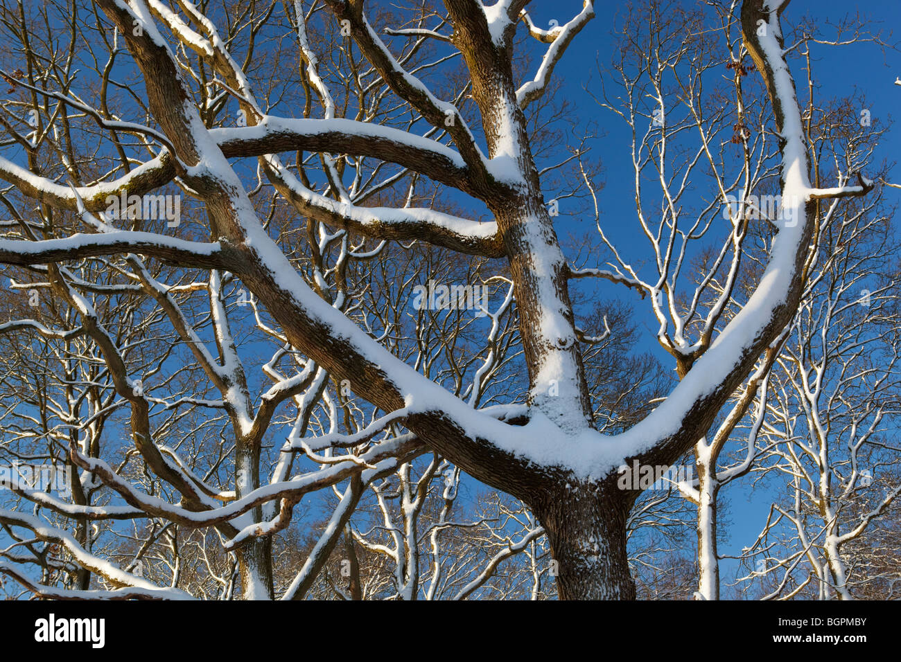 schneebedeckte Bäume gegen blauen Himmel Stockfoto