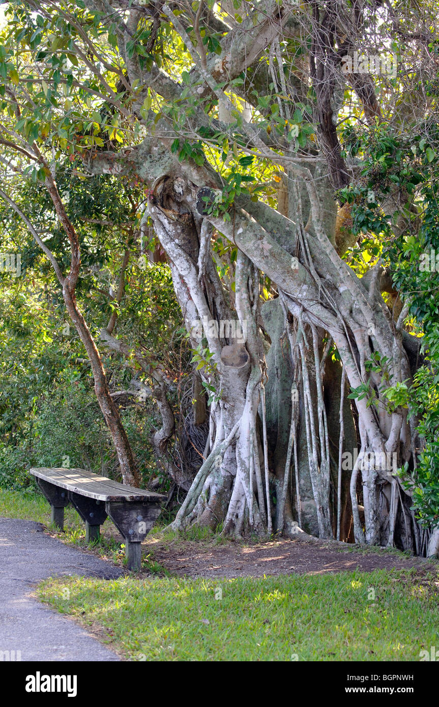 Mangroven-Baum, Everglades Nationalpark, Florida, USA Stockfoto