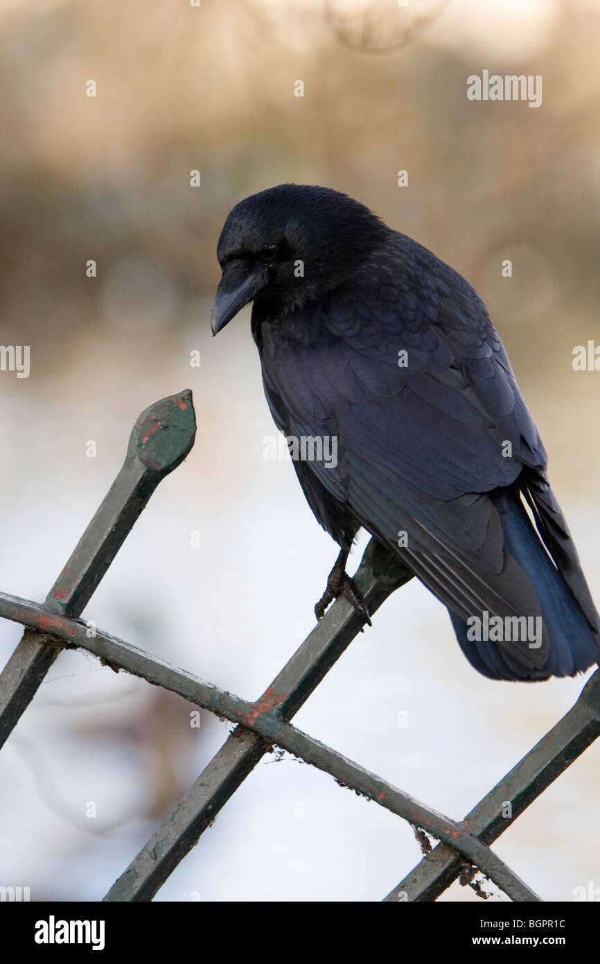 AAS-Krähe Corvus Corone gehockt Metallgeländer in Kensington Gardens, London Stockfoto