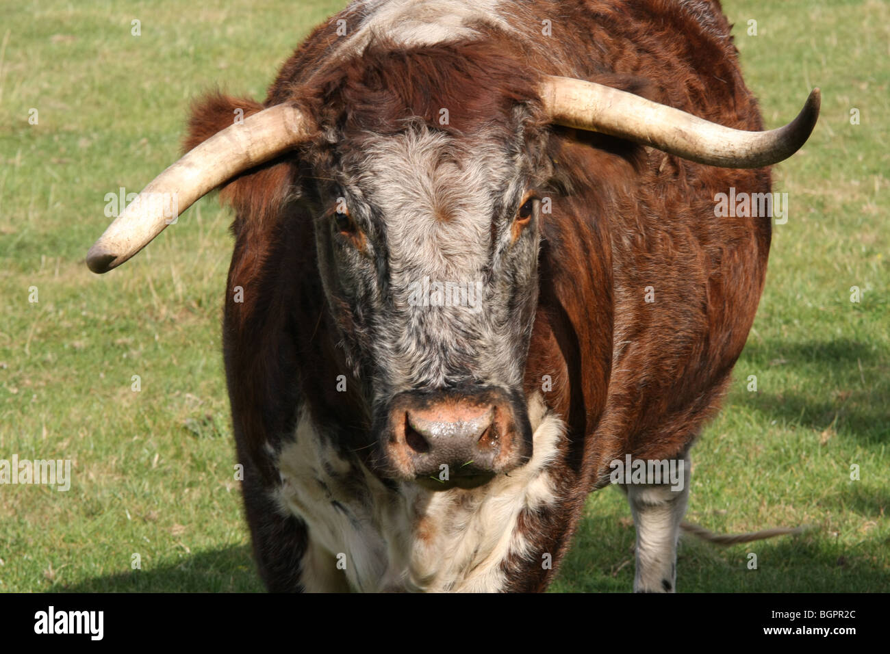 Englische Longhorn Kuh Stockfoto