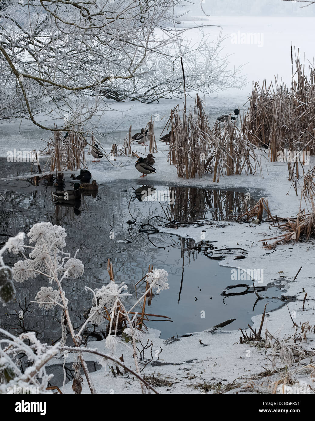 Der See in Lurgan Park im Winter gefroren Stockfoto