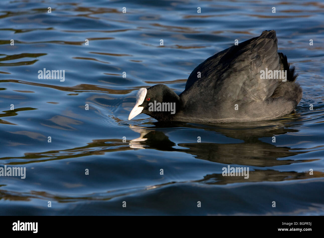 Einzelne Blässhuhn Fulica Atra schwimmen in Verteidigung Haltung in See mit gemusterten Wasser, Kensington Gardens, London Stockfoto