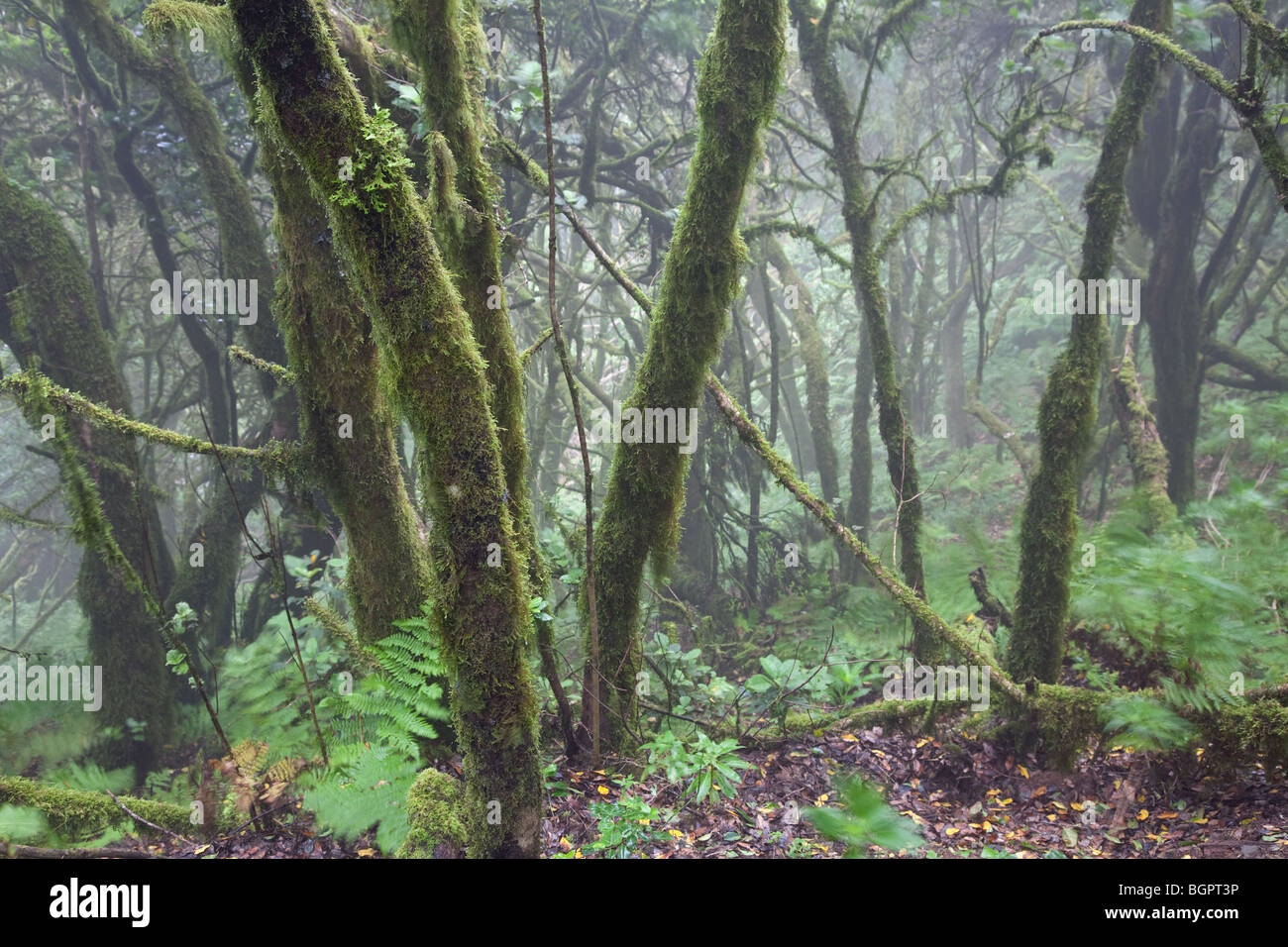 Laurisilva- oder Lorbeer Regenwald La Gomera Kanarische Inseln, Spanien. Der Garajonay Nationalpark Stockfoto
