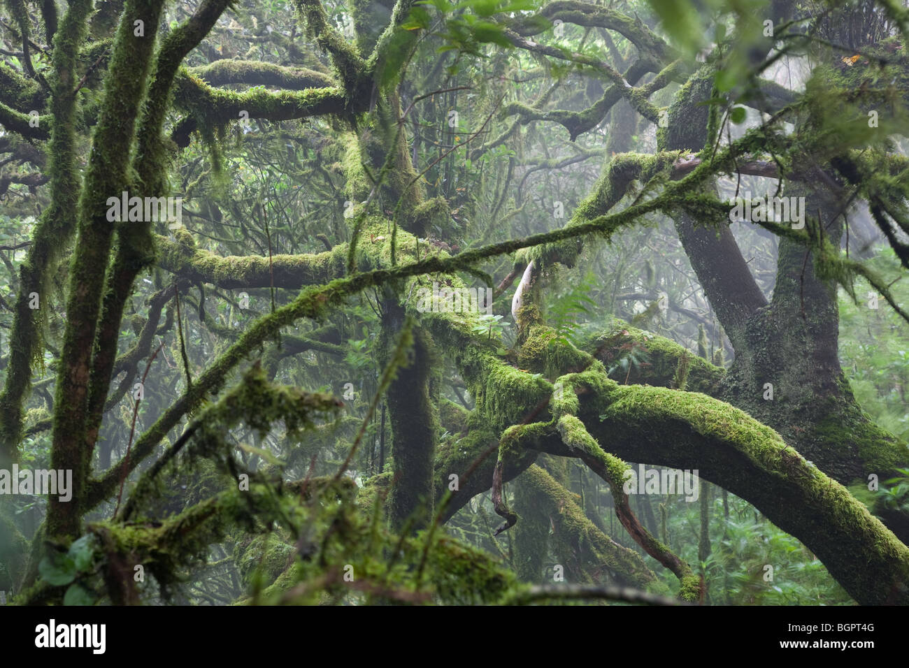 Laurisilva- oder Lorbeer Regenwald La Gomera Kanarische Inseln, Spanien. Der Garajonay Nationalpark Stockfoto
