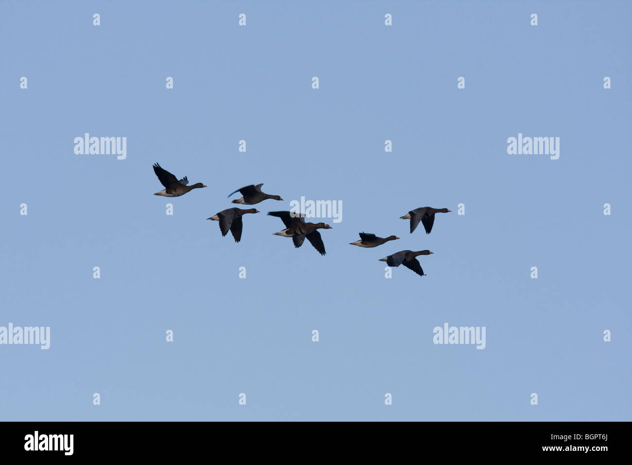 Gruppe von weißen konfrontierte Gans Anser Albifrons im Formationsflug gegen blauen Himmel, Gloucestershire, UK. Stockfoto