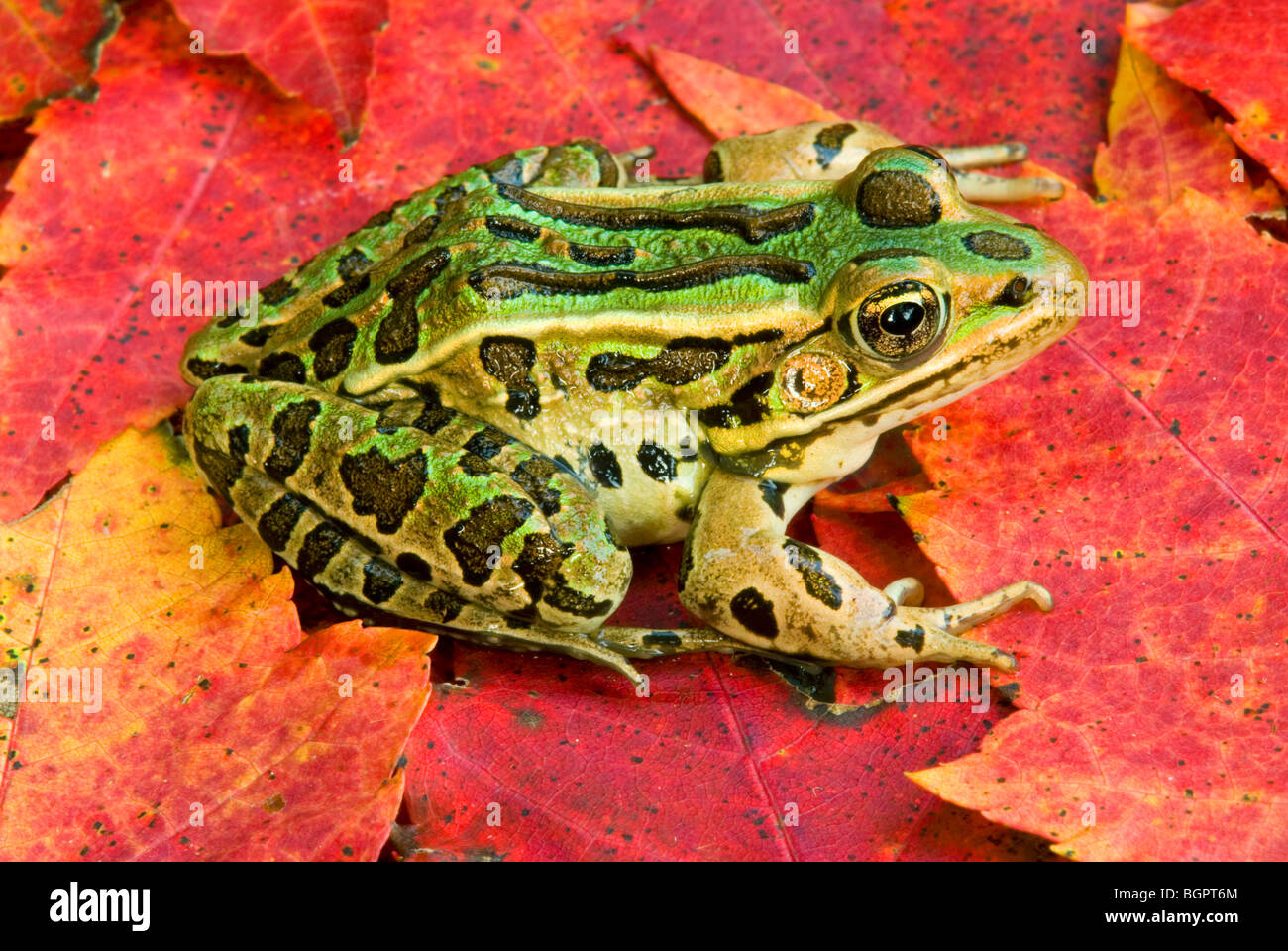 Northern Leopard Frog Rana pipiens auf roter Ahorn Acer rubrum E Nordamerika, durch Überspringen Moody/Dembinsky Foto Assoc Stockfoto