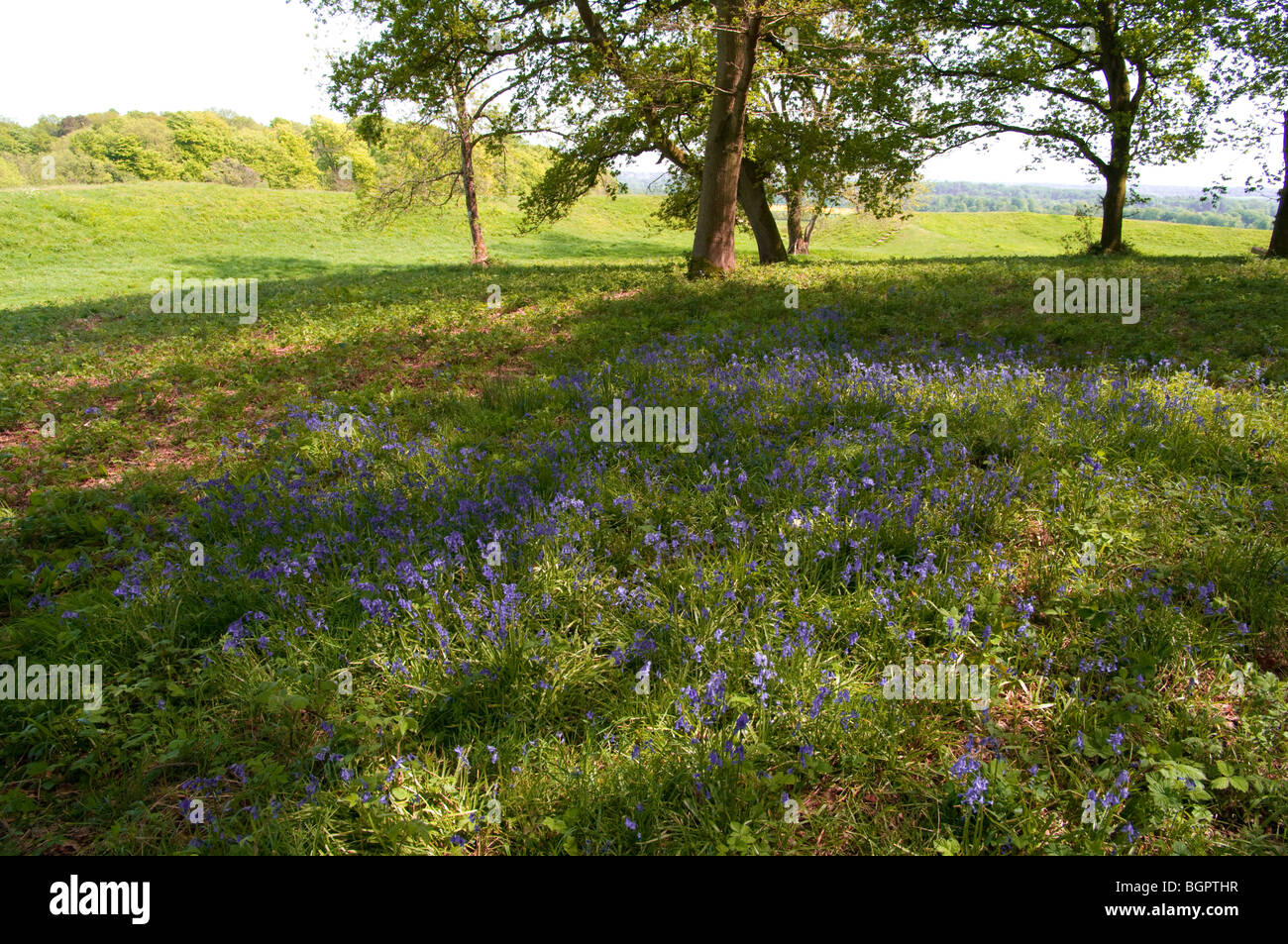 Blubells wachsen an die Badbury Rings, Dorset Stockfoto