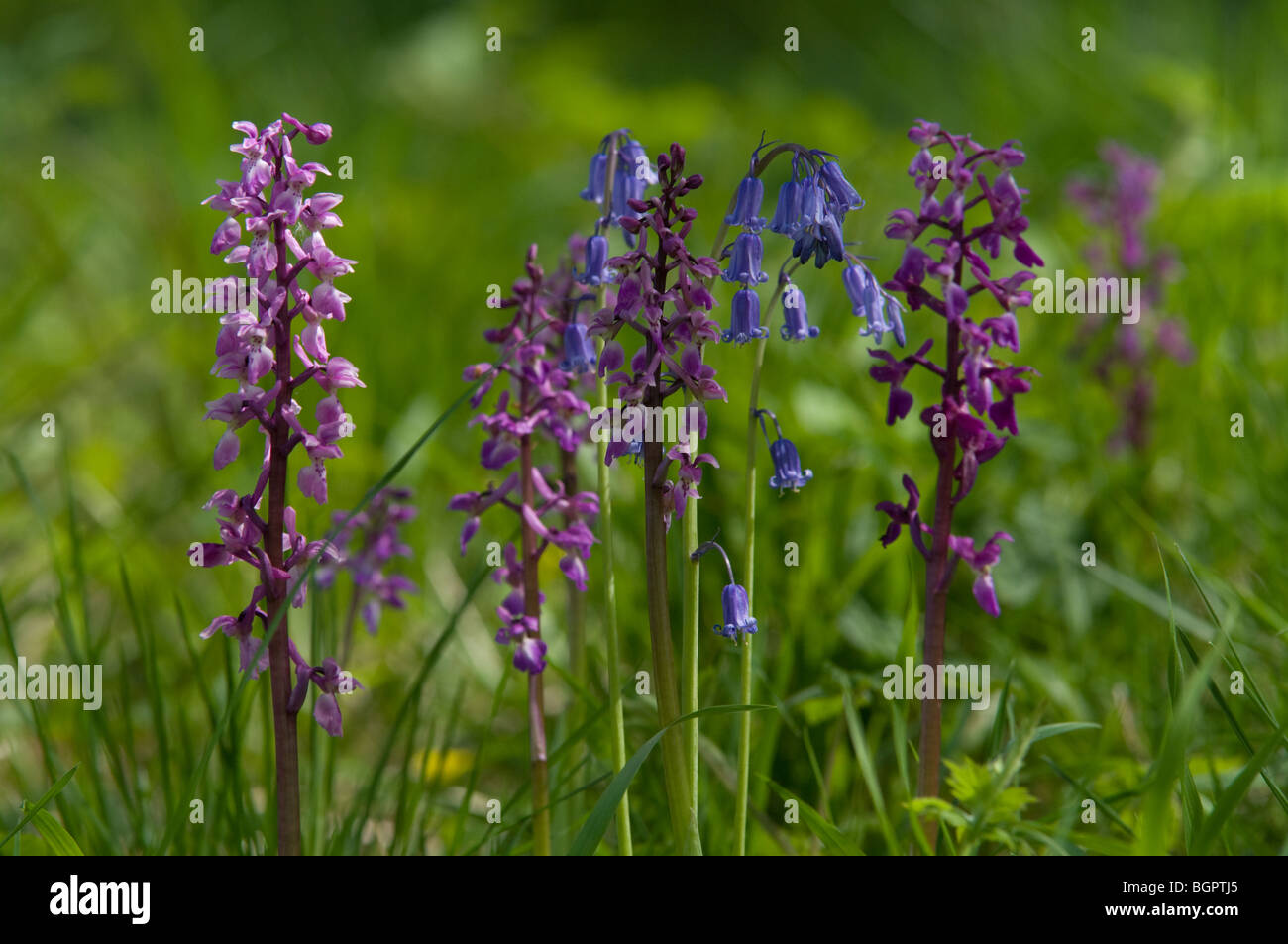 Glockenblumen und wilde Orchideen wachsen in Badbury Rings Dorset Stockfoto